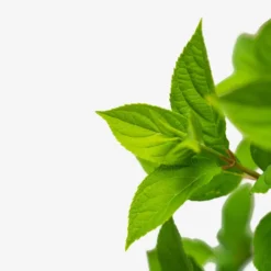 Limelight Hydrangea -The Tree Center Limelight Hydrangea 3G 05 scaled e1695412823469 600x600 1