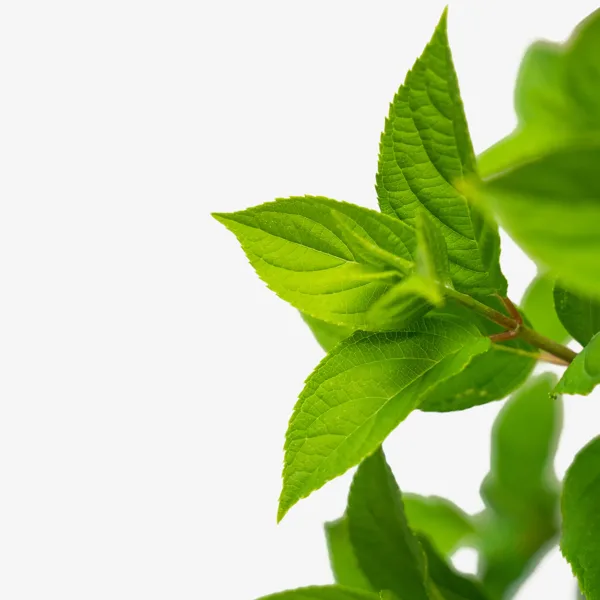 Little Lime® Hydrangea 3 Little Lime® Hydrangea - Image 3