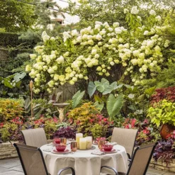 Limelight Hydrangea - Tree Form -The Tree Center Limelight Hydrangea Tree Form 2 copy jpg