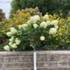 Limelight Hydrangea - Tree Form
