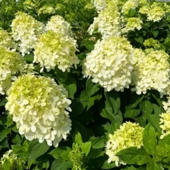 Limelight Prime® Hydrangea -The Tree Center Limelight PRIME Hydrangea 3 copy jpg webp
