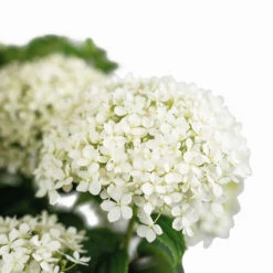Limetta® Invincibelle Hydrangea 9 Limetta® Invincibelle Hydrangea -The Tree Center Limetta Invincable Hydrangea 2G 02 copy 2 600x600 1