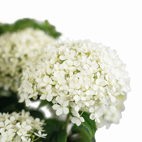 Limetta® Invincibelle Hydrangea 5 Limetta® Invincibelle Hydrangea - Image 5