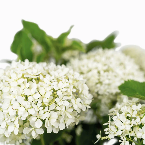 Limetta® Invincibelle Hydrangea 4 Limetta® Invincibelle Hydrangea - Image 4