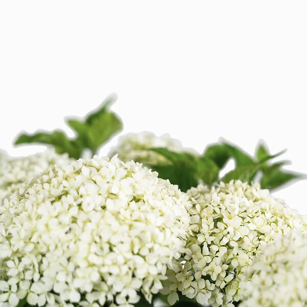 Limetta® Invincibelle Hydrangea 2 Limetta® Invincibelle Hydrangea - Image 2