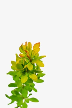 Limoncello Barberry -The Tree Center Limoncello Barberry 3G 02 copy 600x900 1