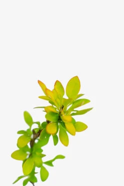 Limoncello Barberry -The Tree Center Limoncello Barberry 3G 05 copy 600x900 1