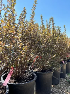 Little Joker® Ninebark