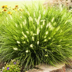 Little Bunny Fountain Grass -The Tree Center Little Bunny Fountain Grass 1 copy 600x600 1