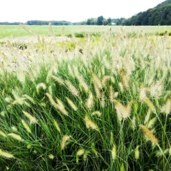 Little Bunny Fountain Grass -The Tree Center Little Bunny Fountain Grass 2 copy 600x600 1