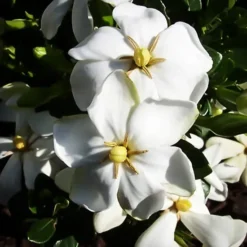 Little Daisy™ Gardenia -The Tree Center Little Daisy Gardenia 3 copy jpg webp