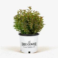 Little Devil Ninebark -The Tree Center Little Devil Ninebark 3G 01 600x600 1