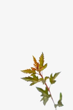 Little Devil Ninebark