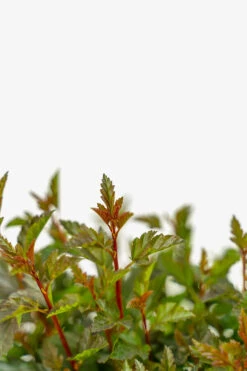 Little Devil Ninebark -The Tree Center Little Devil Ninebark 3G 05 copy 600x900 1