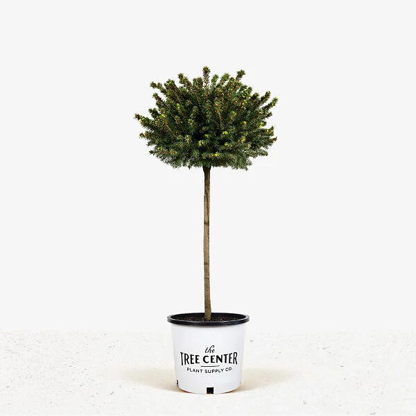 Little Gem Norway Spruce - Tree Form 4 Little Gem Norway Spruce - Tree Form - Image 4
