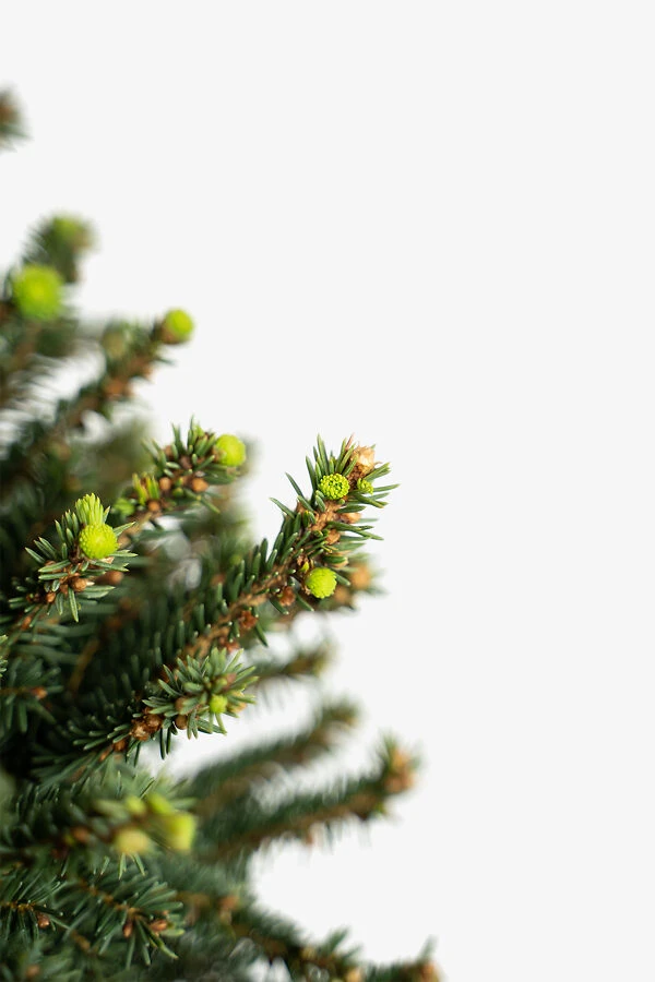 Little Gem Norway Spruce - Tree Form 2 Little Gem Norway Spruce - Tree Form - Image 2