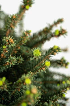 Little Gem Norway Spruce - Tree Form 7 Little Gem Norway Spruce - Tree Form -The Tree Center Little Gem Norway Spruce Tree Form 5G 03 copy 600x900 1