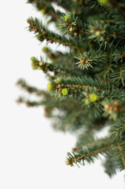 Little Gem Norway Spruce - Tree Form 9 Little Gem Norway Spruce - Tree Form -The Tree Center Little Gem Norway Spruce Tree Form 5G 04 copy 600x900 1