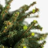 Little Gem Norway Spruce - Tree Form