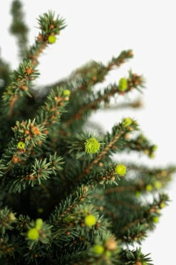 Little Gem Norway Spruce - Tree Form