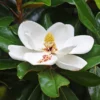 Little Gem Southern Magnolia