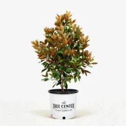 Little Gem Southern Magnolia -The Tree Center Little Gem Southern Magnolia 7G 01 jpg 600x600 1