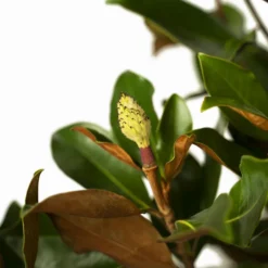 Little Gem Southern Magnolia -The Tree Center Little Gem Southern Magnolia 7G 02 600x600 1