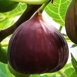 Little Miss Figgy™ Dwarf Fig -The Tree Center Little Miss Figgy Dwarf Fig 2 copy jpg webp e1695839867785