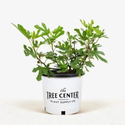 Little Miss Figgy™ Dwarf Fig