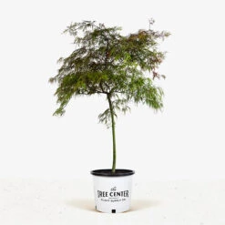 Baldsmith Japanese Maple -The Tree Center Little Miss Figgy Dwarf Fig 3G 01 600x600 2