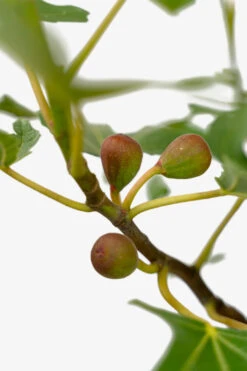 Little Miss Figgy™ Dwarf Fig -The Tree Center Little Miss Figgy Dwarf Fig 3G 05 copy 600x900 1