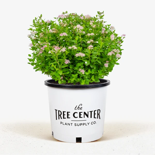 Little Princess Spirea 2 Little Princess Spirea - Image 2