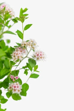 Little Princess Spirea 8 Little Princess Spirea -The Tree Center Little Princess Spirea 3G 02 copy 600x900 1