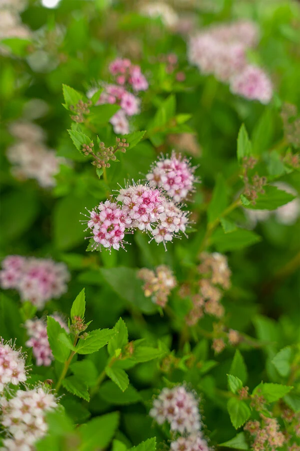 Little Princess Spirea 5 Little Princess Spirea - Image 5