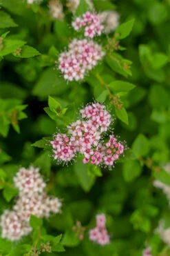 Little Princess Spirea 7 Little Princess Spirea -The Tree Center Little Princess Spirea 3G 05 copy 600x900 1