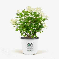 Little Quick Fire® Hydrangea -The Tree Center Little Quick Fire Hydrangea 3G 01 600x600 1