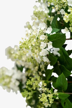 Little Quick Fire® Hydrangea -The Tree Center Little Quick Fire Hydrangea 3G 03 600x900 1