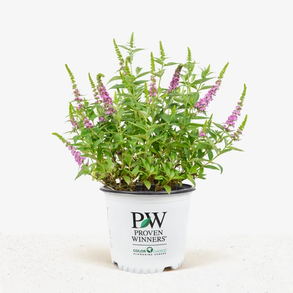 Lo & Behold® Pink Micro Chip Butterfly Bush 4 Lo & Behold® Pink Micro Chip Butterfly Bush - Image 4