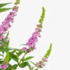 Lo & Behold® Pink Micro Chip Butterfly Bush
