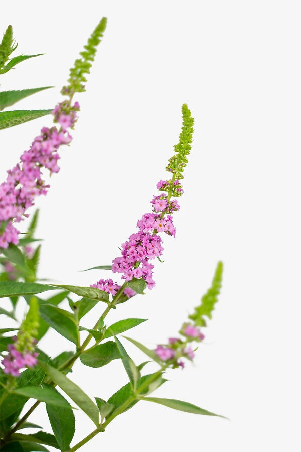 Lo & Behold® Pink Micro Chip Butterfly Bush 1 Lo & Behold® Pink Micro Chip Butterfly Bush