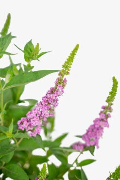 Lo & Behold® Pink Micro Chip Butterfly Bush 6 Lo & Behold® Pink Micro Chip Butterfly Bush -The Tree Center Lo And Behold Pink 3G 03 copy 600x900 1