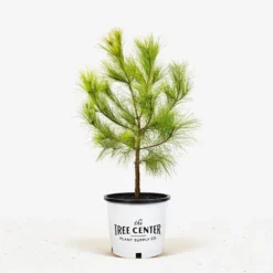 Loblolly Pine -The Tree Center Loblolly Pine 5G 01 600x600 1