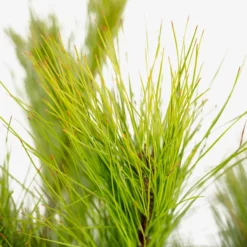 Loblolly Pine -The Tree Center Loblolly Pine 5G 03 600x600 1