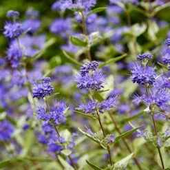 Longwood Blue Caryopteris 5 Longwood Blue Caryopteris -The Tree Center Longwood Blue Caryopteris 1 copy 600x600 1