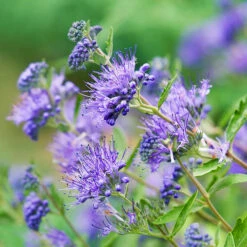 Longwood Blue Caryopteris