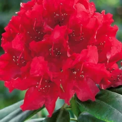 Lord Robert's Rhododendron -The Tree Center Lord Roberts Rhododendron 1 copy 600x600 1