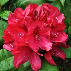 Lord Robert's Rhododendron -The Tree Center Lord Roberts Rhododendron 4 copy jpg