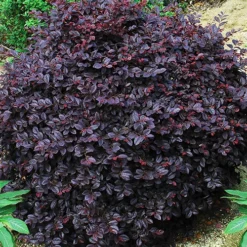 Cerise Charm™ Loropetalum -The Tree Center Loropetalum chinese Cerise Charm 1 copy jpg