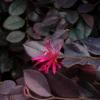 Cerise Charm™ Loropetalum