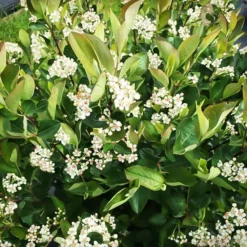 Low Scape® Hedger Black Chokeberry